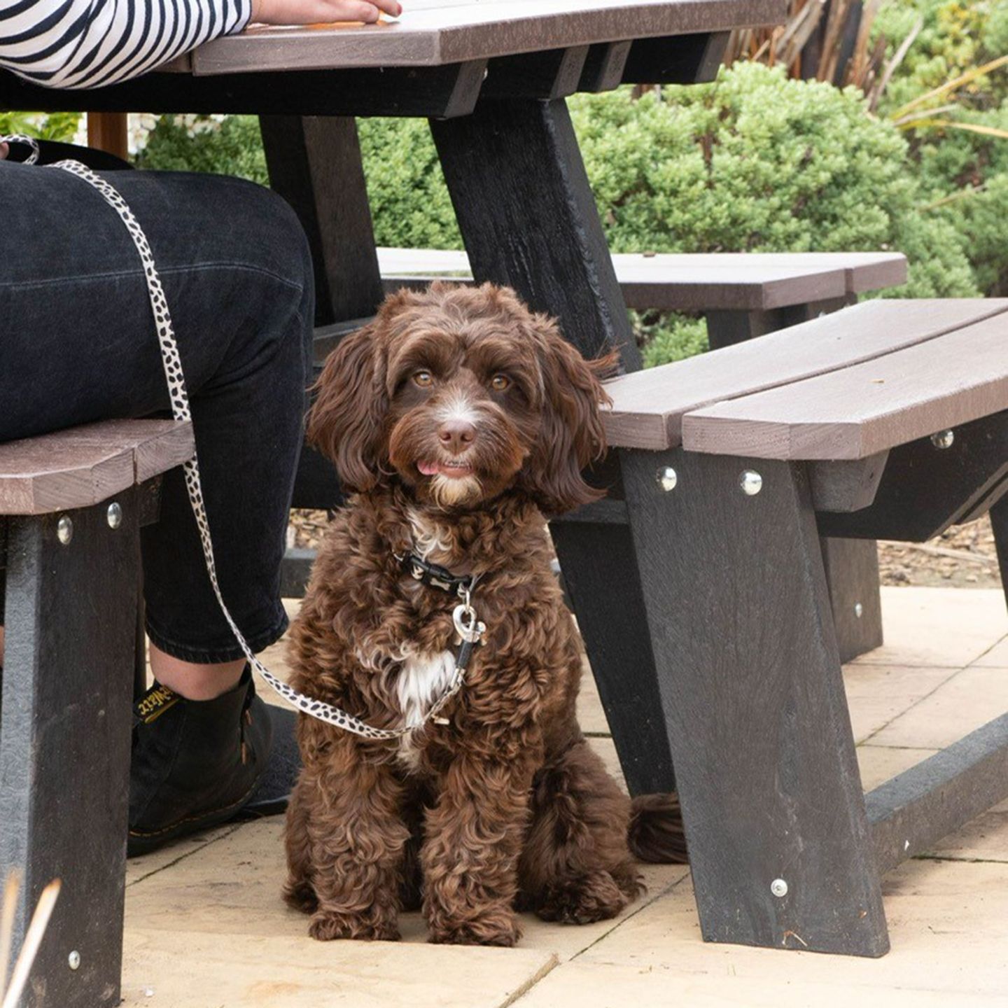 Your local dog friendly pub in Swinton